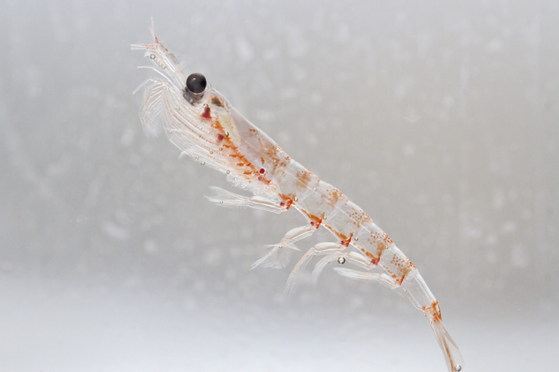 Fotografia. Krill, um crustáceo de corpo transparente com detalhes alaranjados.