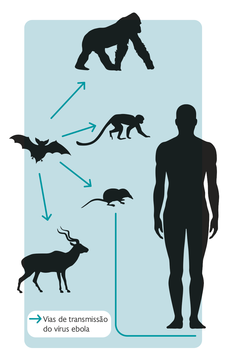 Esquema composto por silhuetas. À esquerda, um morcego com setas para um gorila, um macaco, um rato e um cervo. Do rato parte uma linha que segue até um homem.