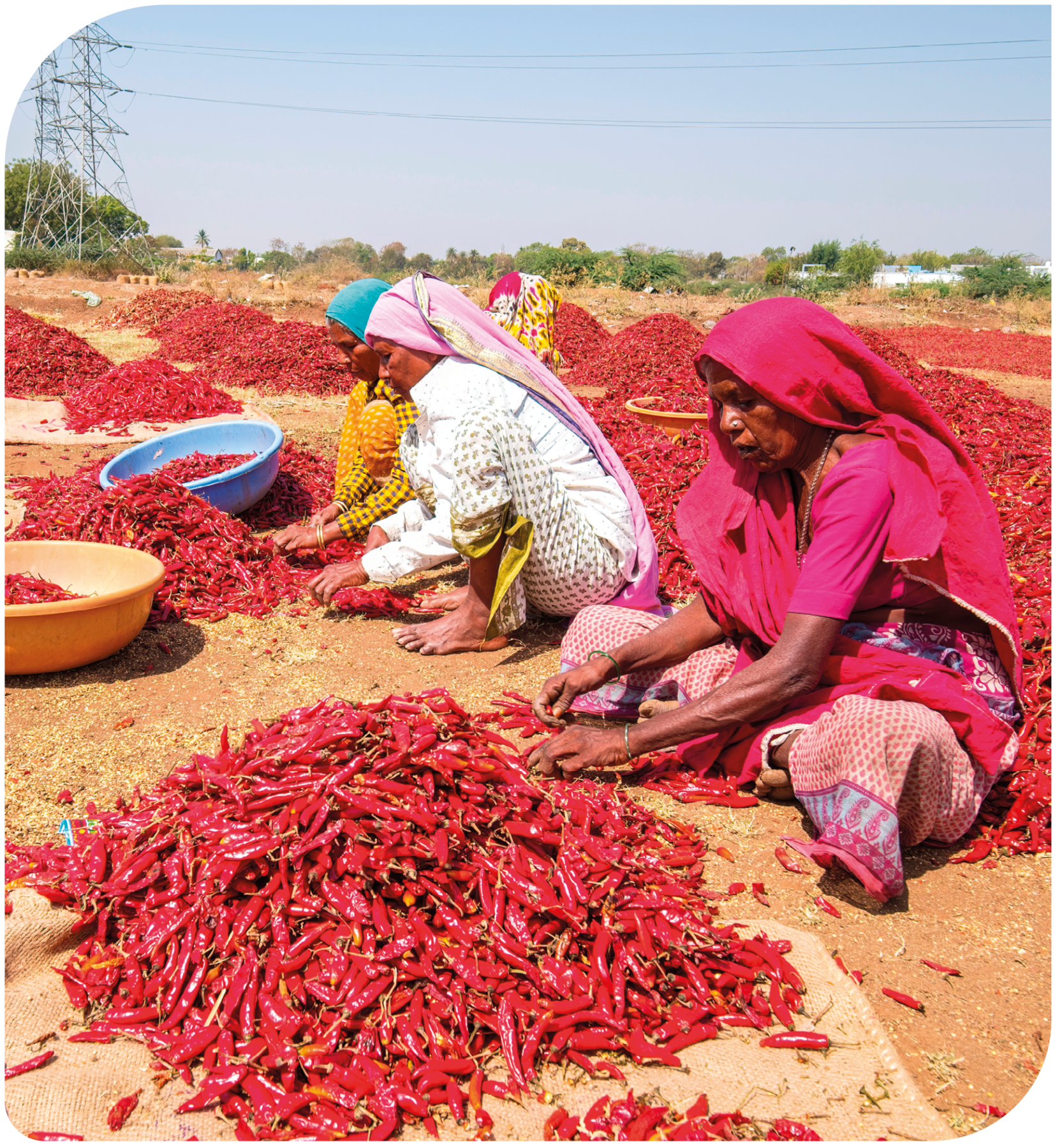 Fotografia. Mulheres sentadas em um campo de terra com montes de pimenta. Elas separam as pimentas e existem bacias em frente a elas. As três usam roupas coloridas e tecidos cobrindo suas cabeças. Ao fundo, árvores.