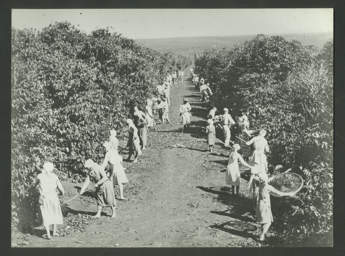 Fotografia em preto e branco. Pessoas colhendo grãos em uma vasta plantação de café. Elas estão próximas aos pés de café, carregam peneiras e enxadas.