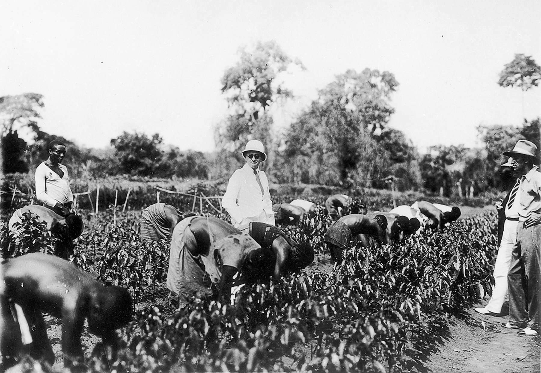 Fotografia em preto e branco. Pessoas negras trabalhando em uma plantação de café. Eles estão com os corpos inclinados para frente, abaixados em direção as plantas. Há alguns homens brancos em pé entre eles, observando. Ao fundo, árvores.