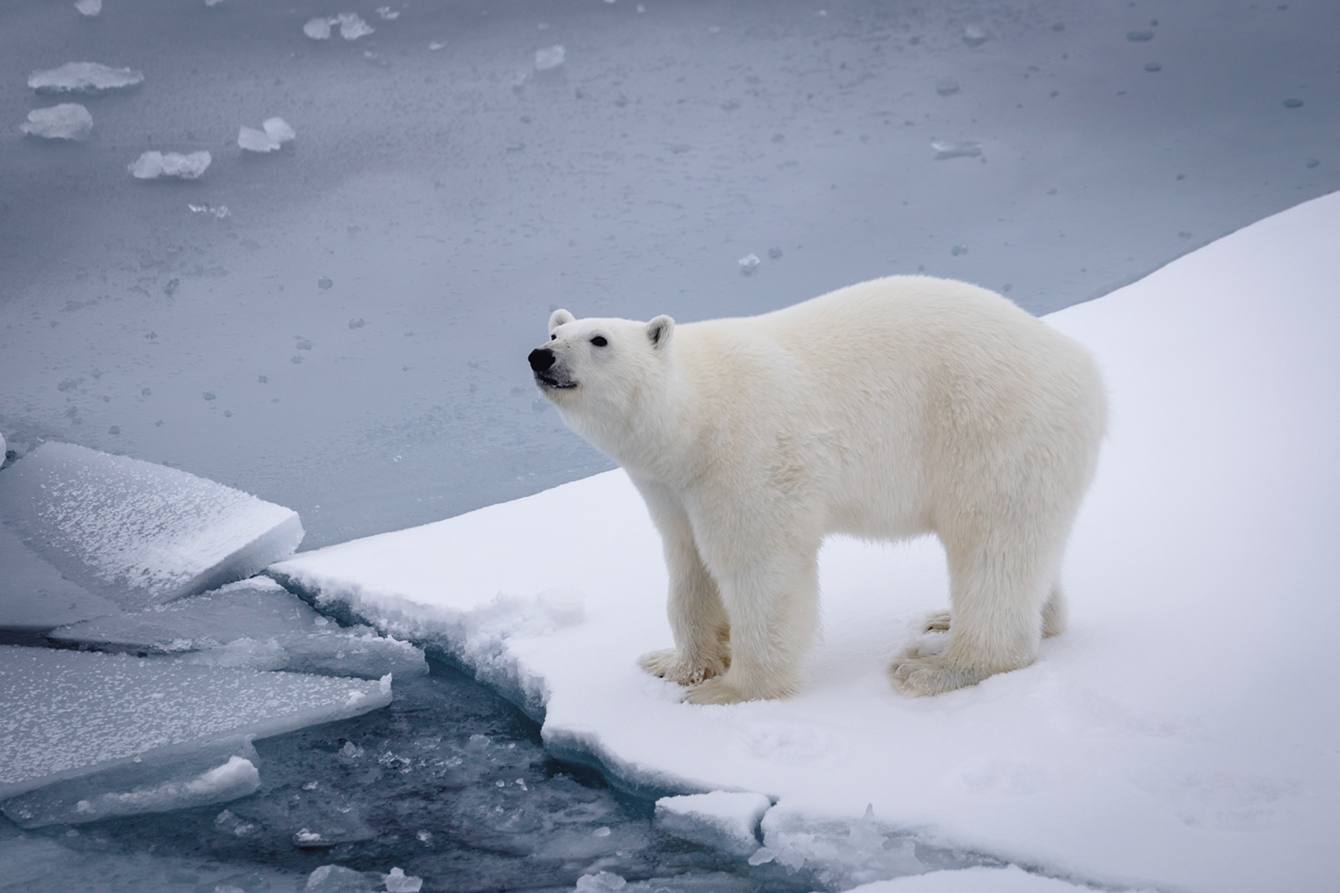 Fotografia. Um urso polar de pelos brancos sobre uma porção de neve em frente ao mar.
