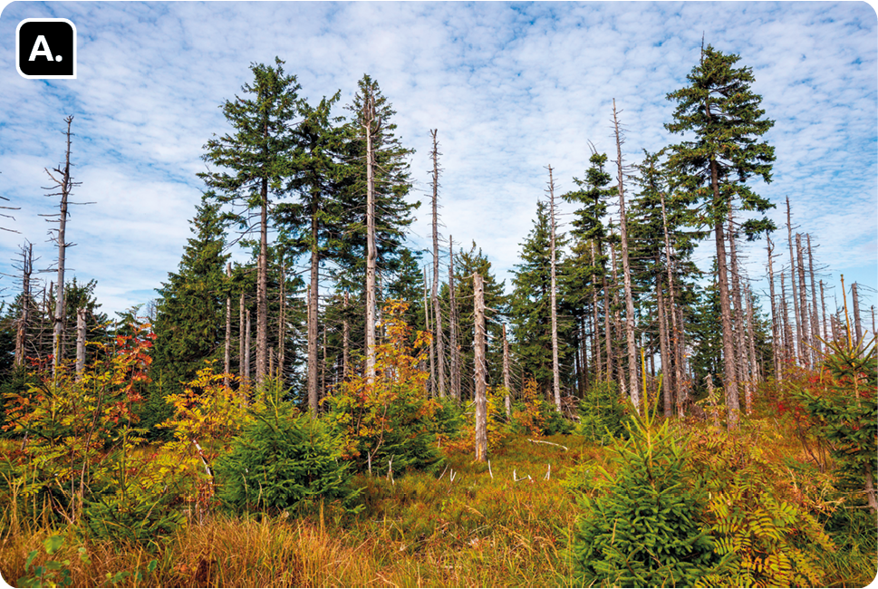 Fotografia A. Uma floresta com algumas árvores secas com troncos sem folhas e arbustos amarelados abaixo.