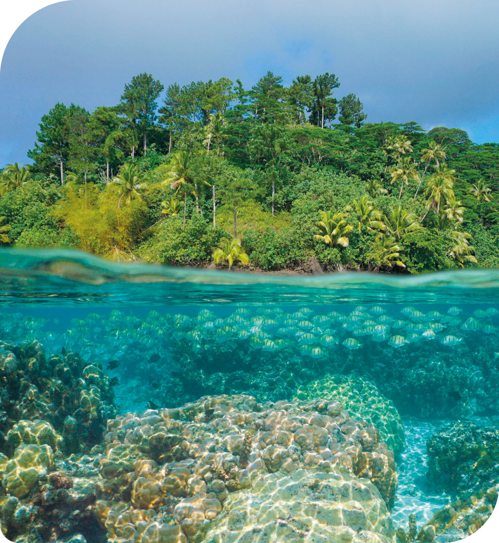 Fotografia. No primeiro plano, o mar com corais submersos e peixes. Ao fundo, superfície com uma floresta repleta de árvores e palmeiras.