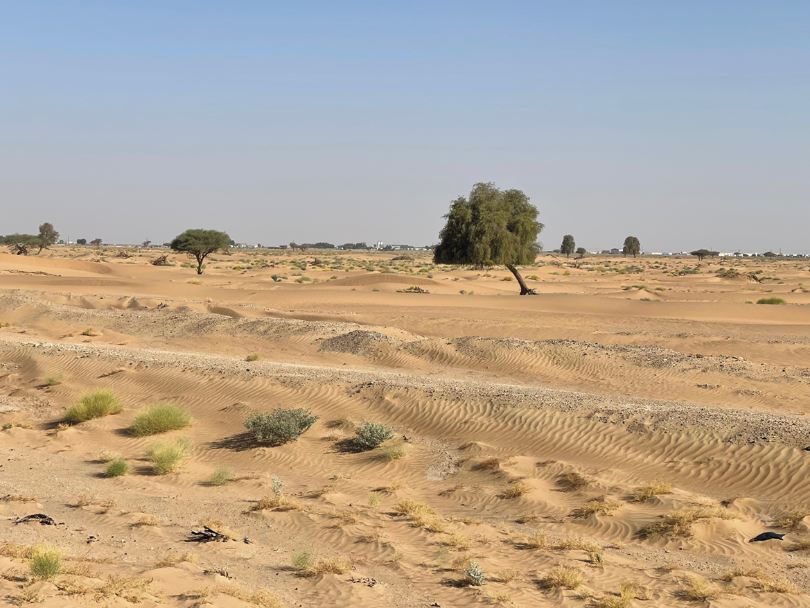 Fotografia. Deserto com pequenos arbustos e árvores dispersas em meio a areia.
