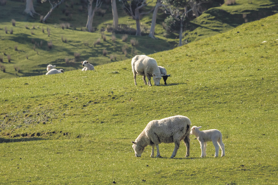 Fotografia. Pasto amplo em um morro com ovelhas.