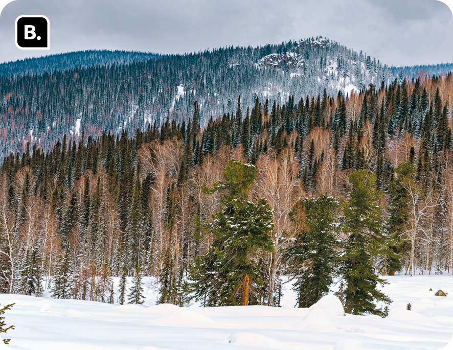 Fotografia B. Árvores secas entre árvores verdes na encosta de um morro coberto por neve.