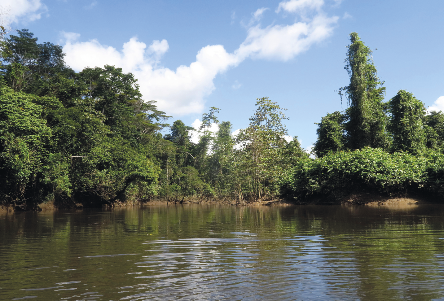 Fotografia. Curso de um rio com uma vasta floresta ao redor.