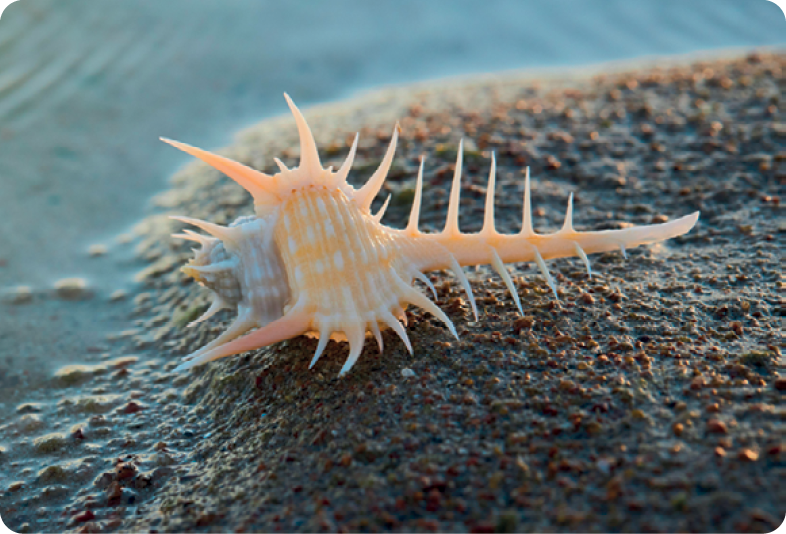 Fotografia. Murex, um molusco com cor vermelha e branca e diversos espinhos. Ele está na areia, perto da água.