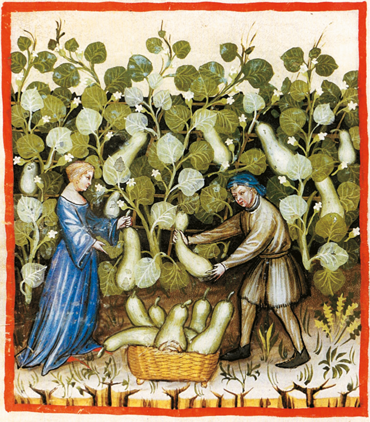 Iluminura. Duas pessoas trabalhando no campo. À esquerda, uma mulher, com cabelos na altura do ombro e usando um vestido azul com mangas compridas, segura um fruto de um ramo com as mãos. Ao lado, um homem, usando chapéu e camisa de mangas compridas, está de pé segurando um fruto de um ramo. No chão, uma cesta cheia de frutos.
