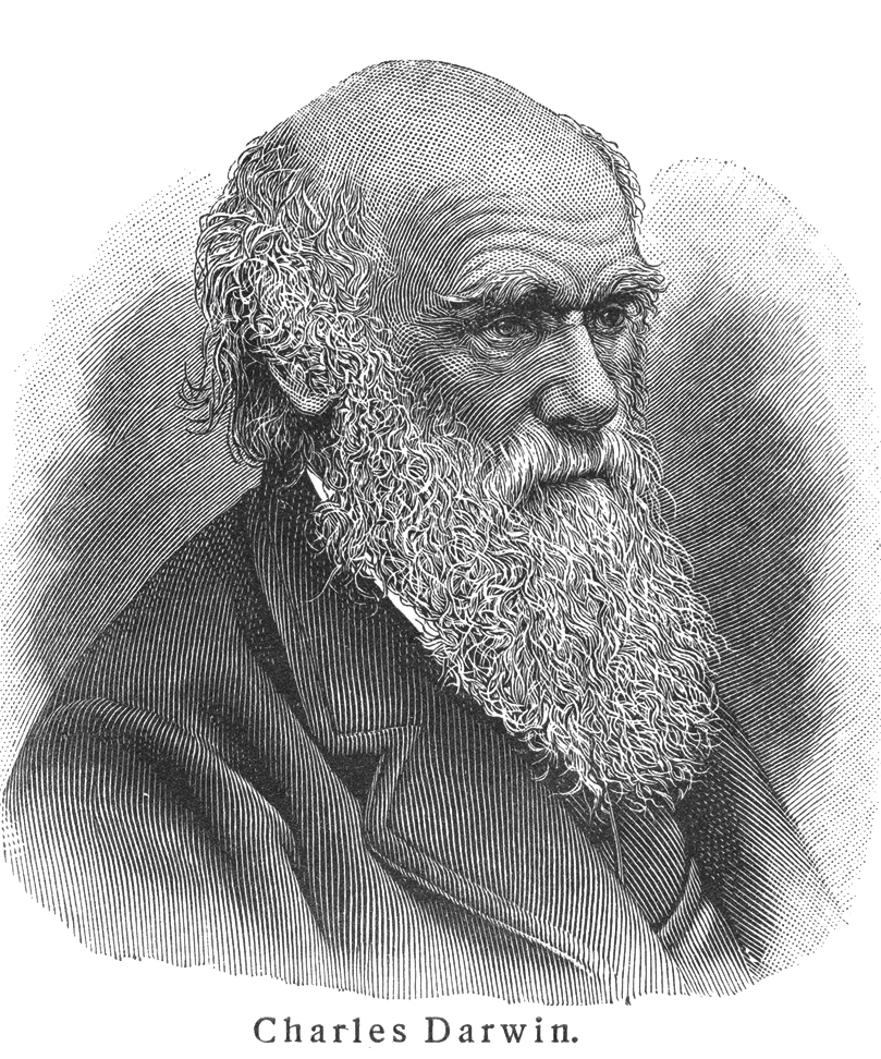 Gravura em preto e branco. Destacando o busto de Charles Darwin, homem calvo, cabelos na lateral da cabeça e barba enrolada na altura do peito, rugas na testa, usando terno. Ele está de perfil.