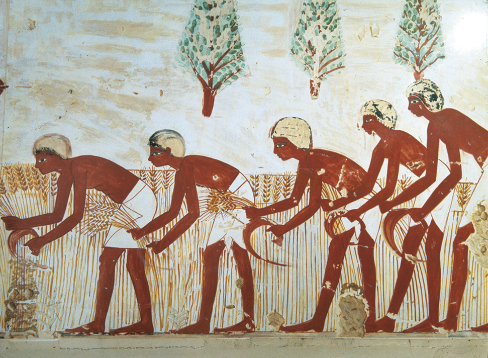 Pintura. Um grupo de homens usando tecido ao redor da cintura. Eles estão inclinados em uma plantação, segurando com uma das mãos uma lâmina e cortando os ramos de trigo.