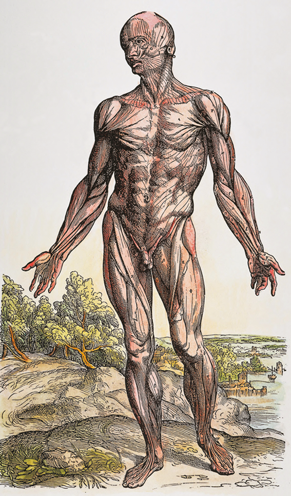 Xilogravura. Um corpo humano destacando os músculos e seus ligamentos.
