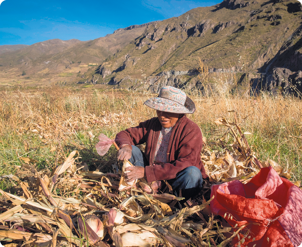 Fotografia. Uma mulher, usando chapéu, casaco e calça, está sentada, segurando uma espiga de milho com as mãos. À sua volta, palha seca. Ao fundo, relevo elevado e vegetação rasteira.
