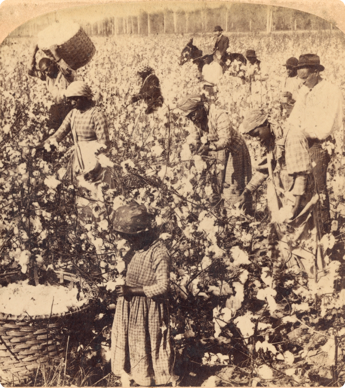 Fotografia em tons de sépia. No primeiro plano, uma criança negra ao lado de um cesto com algodão. No segundo plano, pessoas negras no meio de uma plantação colhendo algodão e, no terceiro plano, um homem de chapéu montando sobre um cavalo.