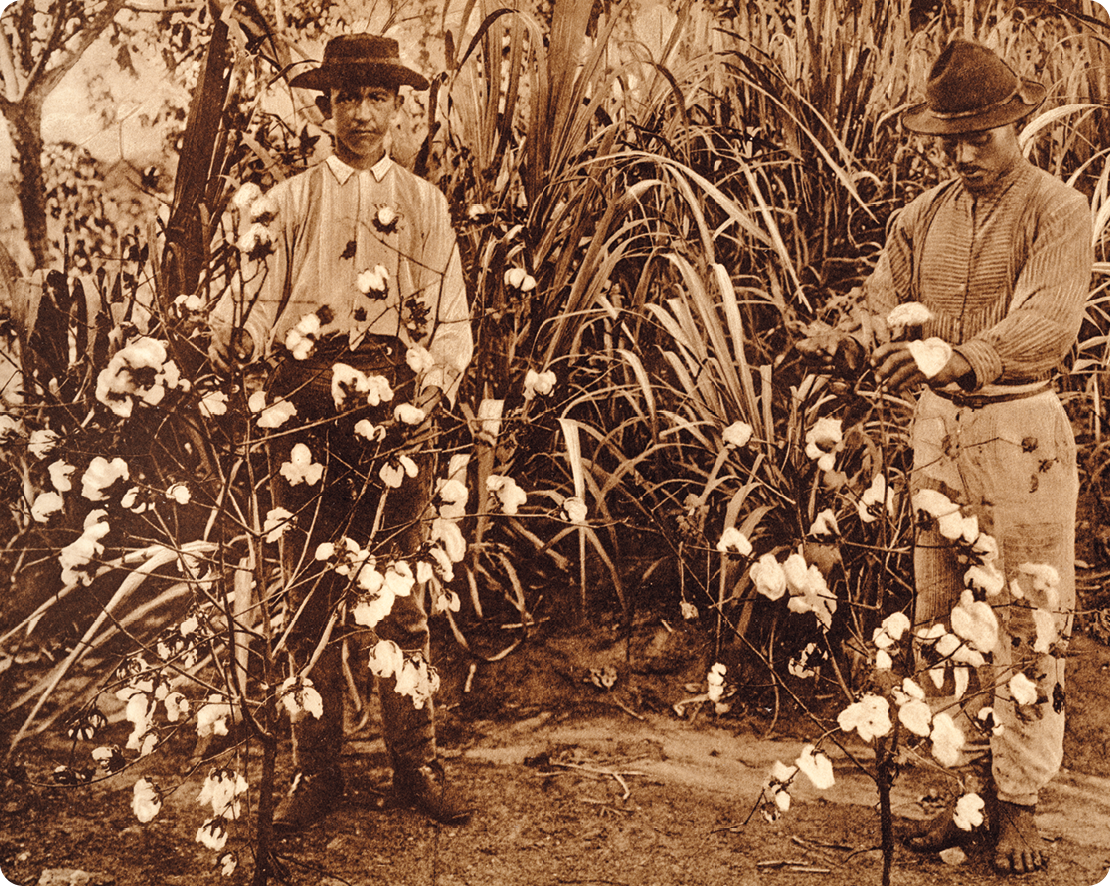 Fotografia em tons de sépia. Dois homens, usando chapéu, camisa e calça, estão de pé em meio a uma plantação de algodão.