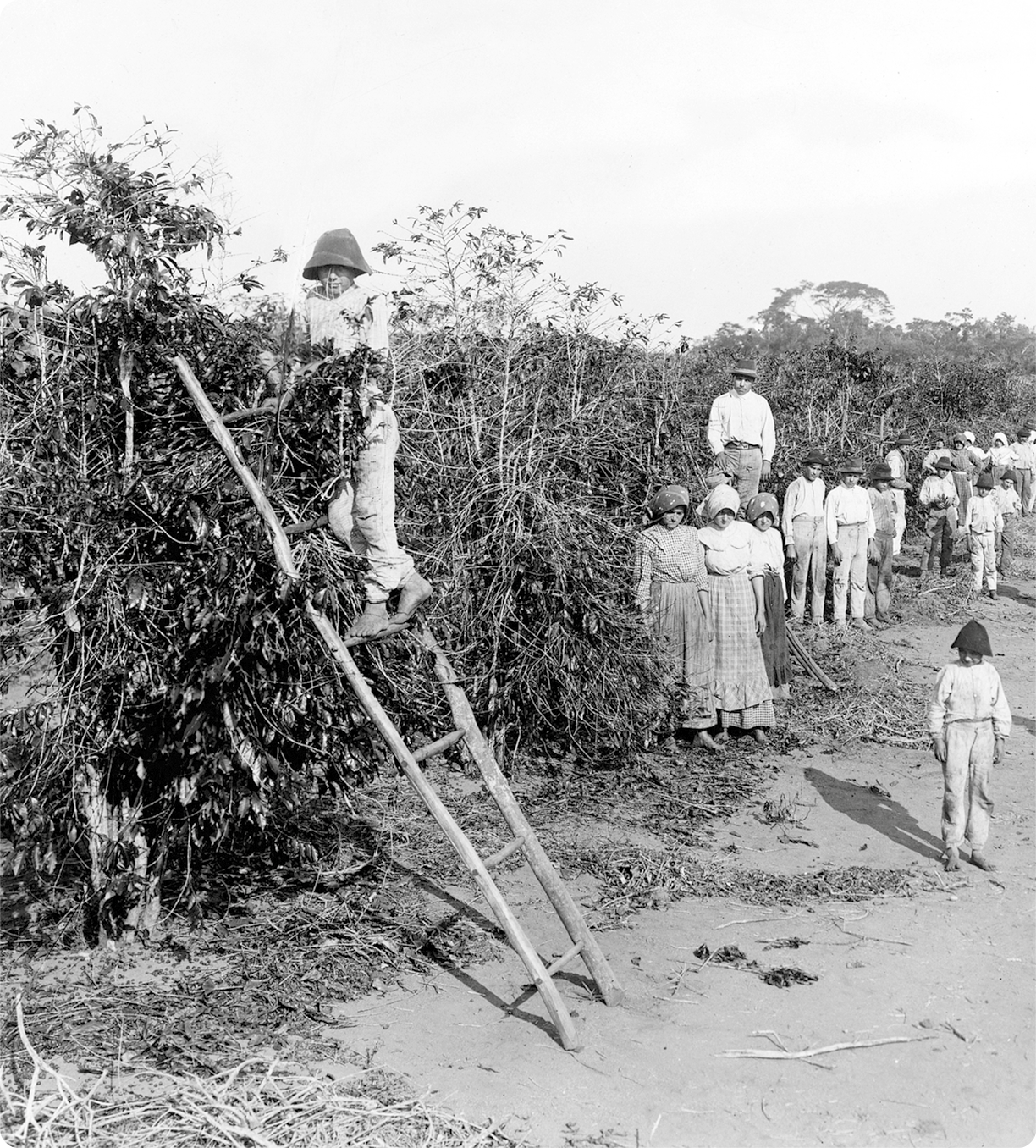 Fotografia em preto e branco. No primeiro plano, à esquerda, um menino, usando chapéu, camisa e calça, está em cima de uma escada encostada em um pé de café. Ao fundo, homens, mulheres e crianças em pé e ao lado de uma plantação.
