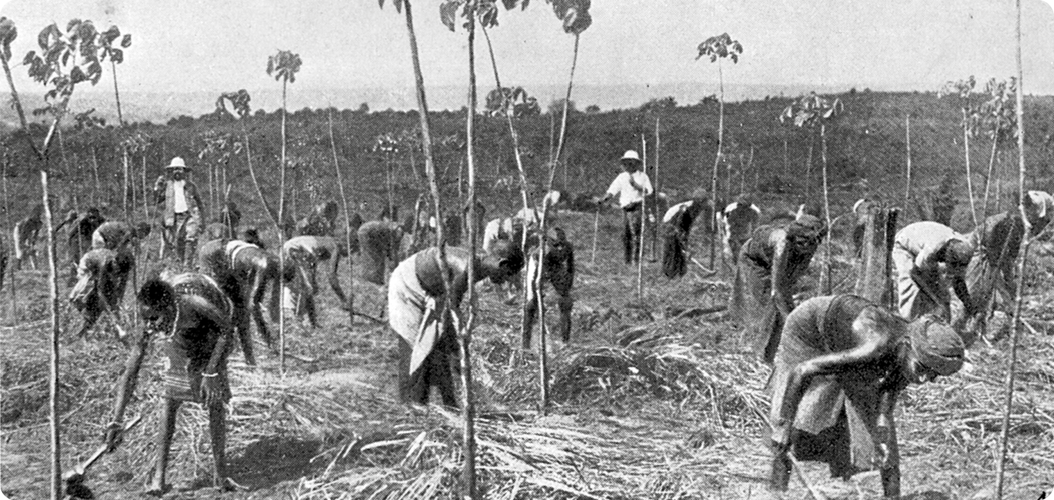 Fotografia em preto e branco. Pessoas trabalhando em uma plantação. Homens e mulheres negras estão inclinadas com ferramentas nas mãos. No fundo, dois homens, usando chapéu, camisa e calça, estão de pé olhando para as pessoas trabalhando.