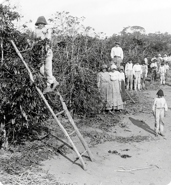 Fotografia em preto e branco. À esquerda, um menino, usando chapéu, camisa e calça, está em cima de uma escada, encostada em um pé de café. Atrás, homens, mulheres e crianças de pé ao lado da plantação de café.