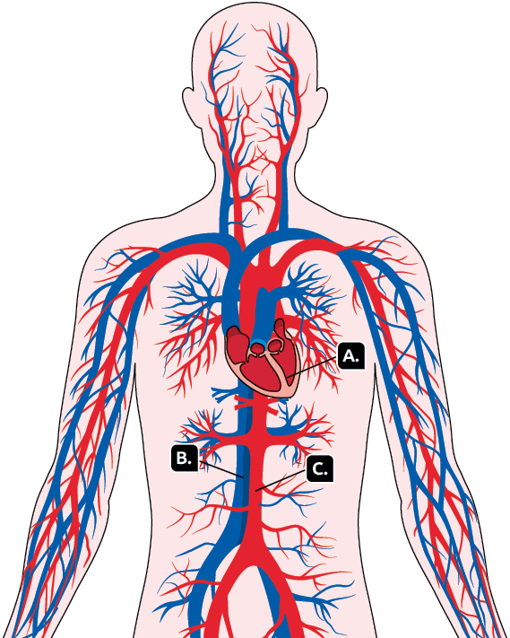 Ilustração do tronco de um corpo humano aberto, com vasos sanguíneos e coração. Há a letra A relacionada ao lado esquerdo do coração, letra B relacionada ao vaso representado pela cor azul e letra C relacionada ao vaso representado pela cor vermelha.