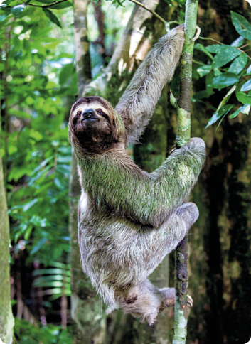 Fotografia de um bicho preguiça no tronco de uma árvore.