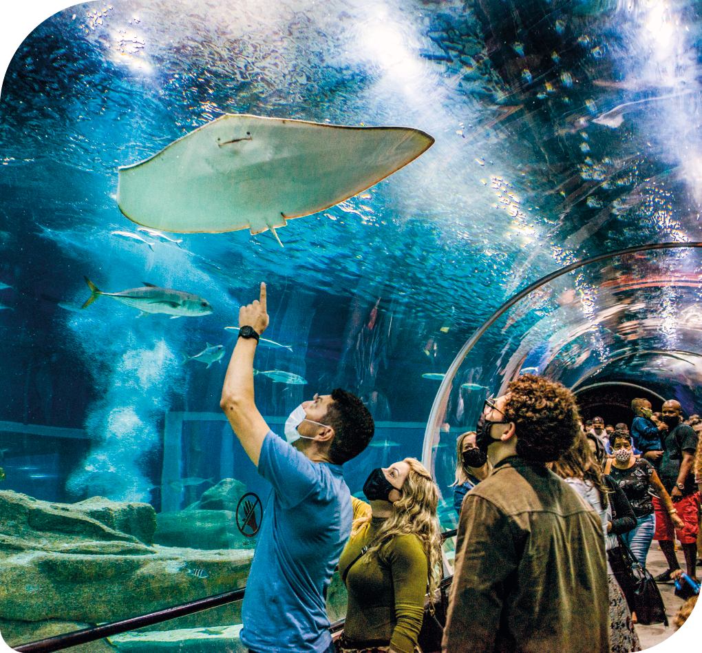 Fotografia de várias pessoas dentro de um túnel que tem paredes e teto transparentes, submerso em um grande aquário. As pessoas estão observando pelo vidro das paredes e teto vários animais marinhos, como peixes e uma arraia.  