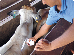 Fotografia de um homem com uma seringa, aplicando medicamento em um bezerro.