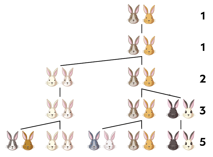 Esquema com pares de coelhos ilustrados em linhas, que representam os meses. Na primeira linha há um par de coelhos jovem, a linha está indicada pelo número 1. Na segunda linha, há o mesmo par de coelhos que estava na primeira, mas agora é um par adulto, está linha também está indicada pelo número 1. Na terceira linha, há o mesmo par de coelhos adulto que estava na segunda linha e um novo par de coelhos jovem gerado por ele, há dois traços ligando esses dois pares de coelhos ao par de coelhos da linha anterior. Essa linha está indicada pelo número 2. Na quarta linha há os dois pares que estavam na segunda linha, e um novo par, gerado a partir do par que já era adulto. Essa linha está indicada pelo número 3. Na quinta linha, há cinco pares de coelhos, dois jovens e três adultos. Essa linha está indicada pelo número 5. 