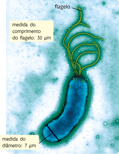 Fotografia microscópica de uma bactéria. A bactéria possui formato cilíndrico com as pontas arredondadas, como uma salsicha. Há um traçado sobre a largura da bactéria, com a indicação 'medida do diâmetro: 7 micrômetros'. De uma ponta da bactéria saem alguns filamentos. Em um desses filamentos há a indicação 'flagelo'. Ao lado dos flagelos há um texto: medida do comprimento do flagelo: 30 micrômetros.