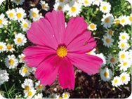 Fotografia de uma flor cosmos rosa em destaque rodeada de margaridas ao fundo.