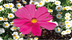 Fotografia de uma flor cosmos rosa em destaque rodeada de margaridas ao fundo. A foto está esticada horizontalmente em relação a fotografia inicial.