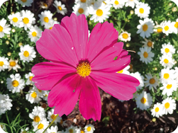 Fotografia de uma flor cosmos rosa em destaque rodeada de margaridas ao fundo. Essa fotografia é semelhante a fotografia do item B e as dimensões da foto são maiores.