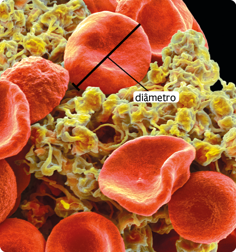 Fotografia microscópica com várias células. Elas estão espalhadas em uma superfície rugosa. As células estão com a cor vermelha e são arredondadas, com as bordas mais grossas. Sobre uma célula está um traço reto passando por seu centro até as bordas com a indicação 'diâmetro'.