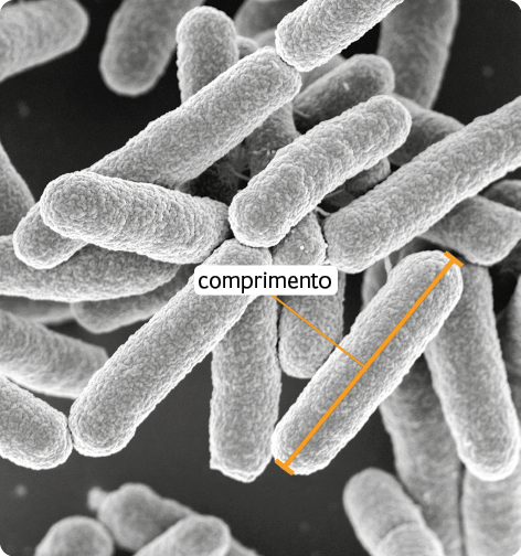 Fotografia microscópica de várias bactérias. Elas têm o formato cilíndrico, com as pontas arredondadas, como uma salsicha. Sobre uma delas está um traço reto por toda sua extensão ligando as duas pontas com a indicação 'comprimento'.