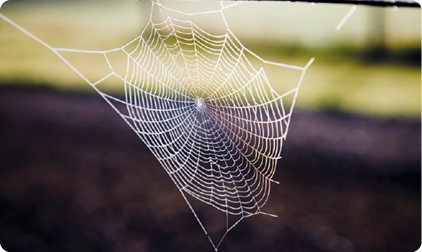 Fotografia de teia de aranha.