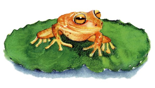 Ilustração. Um animal similar a um sapo de cor laranja, olhos amarelos com listra em preto, patas com ventosas sobre uma folha grande em verde. Ele olha para a direita.