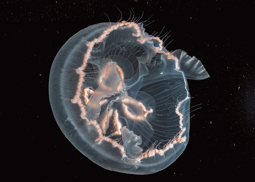 Fotografia microscópica. Uma água-viva com o corpo arredondado translúcida, com o contorno em tons de laranja-claro, com protuberâncias dentro e fundo em preto.