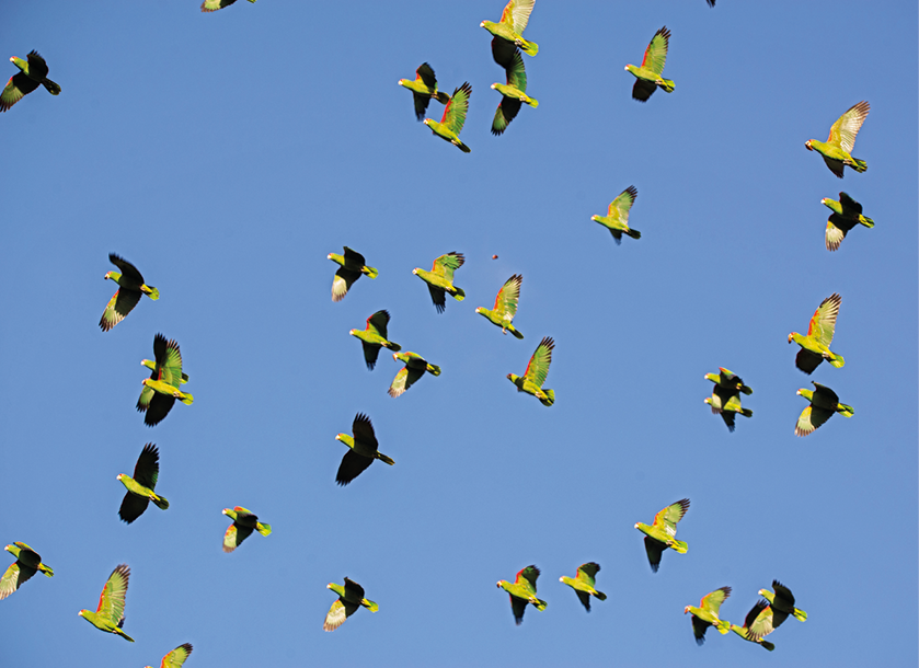 Fotografia. Vista geral de um céu em azul-claro, com dezenas de papagaio-charão sobrevoando uns perto dos outros. Esses pássaros têm penas em verde, vistos com sombra em preto e luz solar em amarelo.