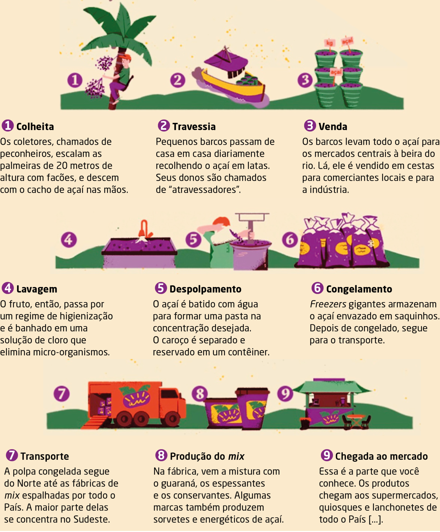 Infográfico. Raízes da produção. Do cacho ao pote. Composto por nove ilustrações e textos. Na ilustração 1, uma árvore de tronco na vertical em marrom, de folhas verdes. No alto, uma pessoa pendurada, de cabelos ruivos, camiseta verde e calça roxa, segurando nas mãos, frutos redondos em roxo. Abaixo da ilustração lê-se o texto:  1 Colheita. Os coletores, chamados de peconheiros, escalam as palmeiras de 20 metros de altura com facões, e descem com o cacho de açaí nas mãos. Na ilustração 2, um barco passando em um rio. Abaixo da ilustração lê-se o texto: 2 Travessia. Pequenos barcos passam de casa em casa diariamente recolhendo o açaí em latas. Seus donos são chamados de “atravessadores”. Na ilustração 3, cestos com frutos dentro. Abaixo da ilustração lê-se o texto: 3 Venda. Os barcos levam todo o açaí para os mercados centrais à beira do rio. Lá, ele é vendido em cestas para comerciantes locais e para a indústria. Na ilustração 4, um tanque lavando os frutos. Abaixo da ilustração lê-se o texto: 4 Lavagem.
O fruto, então, passa por um regime de higienização e é banhado em uma solução de cloro que elimina micro-organismos. Na ilustração 5, um homem ruivo colocando frutos em um vasilhame grande esférico.  Abaixo da ilustração lê-se o texto:   5 Despolpamento. O açaí é batido com água para formar uma pasta na concentração desejada. O caroço é separado e reservado em um contêiner. Na ilustração 6, vários sacos com frutos. Abaixo da ilustração lê-se o texto, 6 Congelamento. Freezers gigantes armazenam o açaí envazado em saquinhos. Depois de congelado, segue para o transporte. Na ilustração 7, um caminhão laranja carregando os sacos. Abaixo da ilustração lê-se o seguinte texto: 7 Transporte. A polpa congelada segue do Norte até as fábricas de mix espalhadas por todo o País. A maior parte delas se concentra no Sudeste. Na ilustração 8, um quiosque de venda de cor roxa com símbolo do fruto e teto em verde. Abaixo da ilustração lê-se o texto: 8 Produção do mix. Na fábrica, vem a mistura com o guaraná, os espessantes e os conservantes. Algumas marcas também produzem sorvetes e energéticos de açaí. Na ilustração 9, dois potes roxos fechados de tamanhos diferentes, com etiquetas em amarelo e roxo. Abaixo da ilustração lê-se o texto: 9 Chegada ao mercado. Essa é a parte que você conhece. Os produtos chegam aos supermercados, quiosques e lanchonetes de todo o País [...].