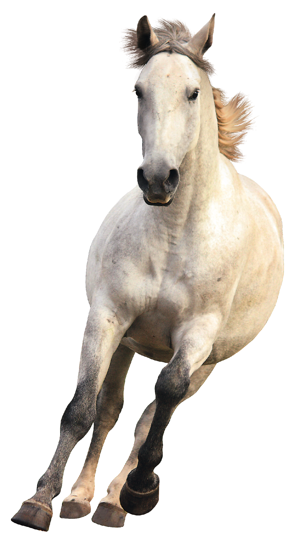 Fotografia. Um cavalo visto de frente, de cor branca, com crina em marrom, patas dianteiras em marrom, com o corpo para a direita, galopando.