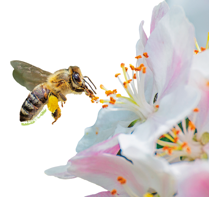 Ilustração. Uma abelha sobrevoando em amarelo, com partes em preto, corpo à direita, de frente para flores de pétalas em branco e tubos em laranja ao centro.