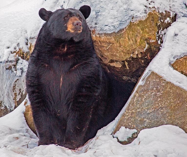 Fotografia. Um urso grande de pelos em marrom-escuro, com o focinho em marrom-claro e orelhas pequenas. Ao fundo, caverna em marrom coberta por neve branca.