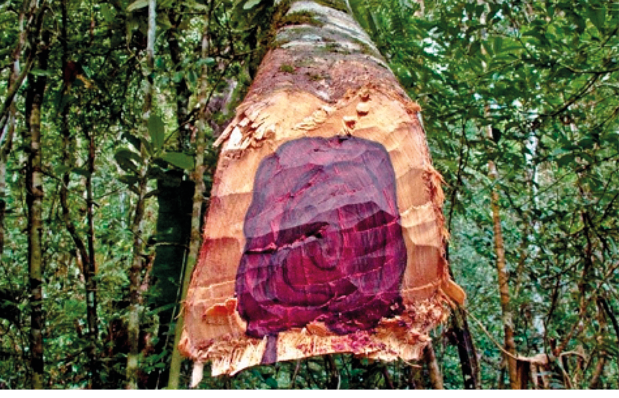 Fotografia. Um tronco de árvore com casca marrom, por dentro em bege-claro e ao centro, parte arredondada em tons de roxo-escuro. Ao fundo, árvores de troncos finos e folhas em verde e mata densa.