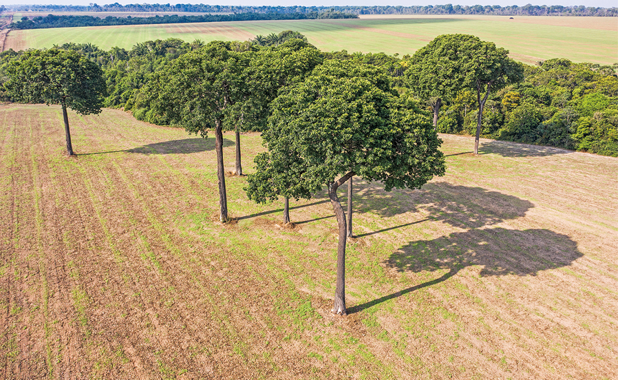 Fotografia. Vista geral de local com solo em marrom, vegetação rasteira rasa em verde-claro e árvores de troncos finos na vertical, de folhas em verde. Ao fundo, local com solo com vegetação rasteira baixa e à esquerda, folhas em verde-escuro.