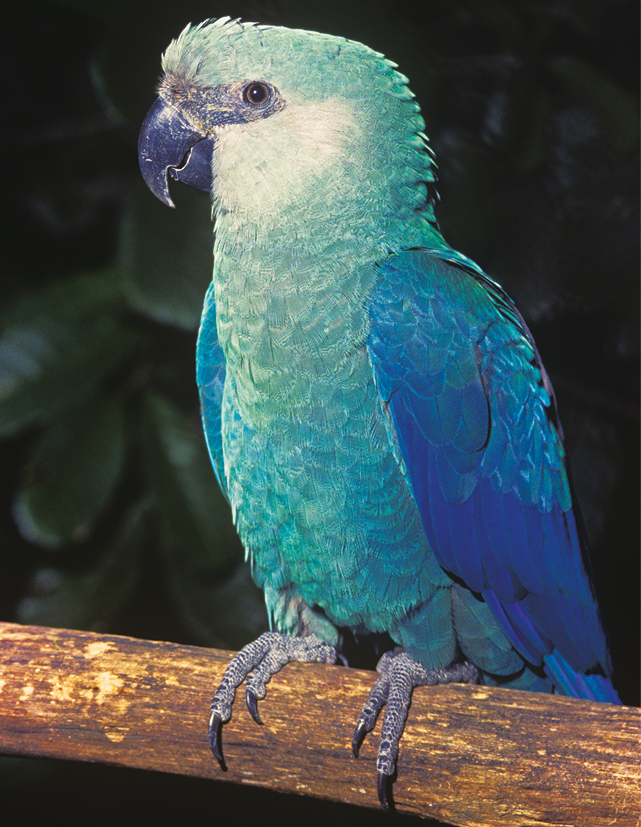 Fotografia. Pousada sobre um galho de árvore em marrom, uma ararinha-azul, de tamanho médio, com asas em azul-escuro e corpo em azul-claro, com bico de cor cinza e olhos em preto, com garras finas de cor cinza.