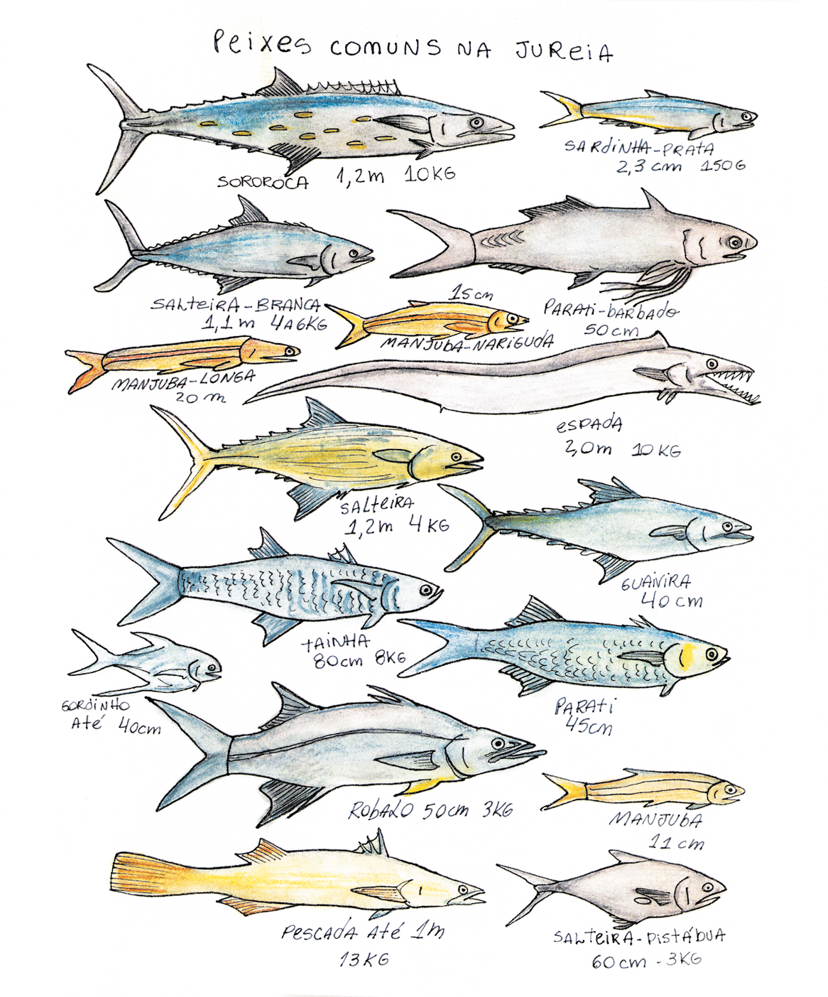 Ilustração. Na parte superior, título: Peixes comuns na Jureia. Na parte inferior, dezesseis peixes de tamanhos e formatos diferentes, em cores amarelo, azul e cinza, com nome, medida e peso de cada um.