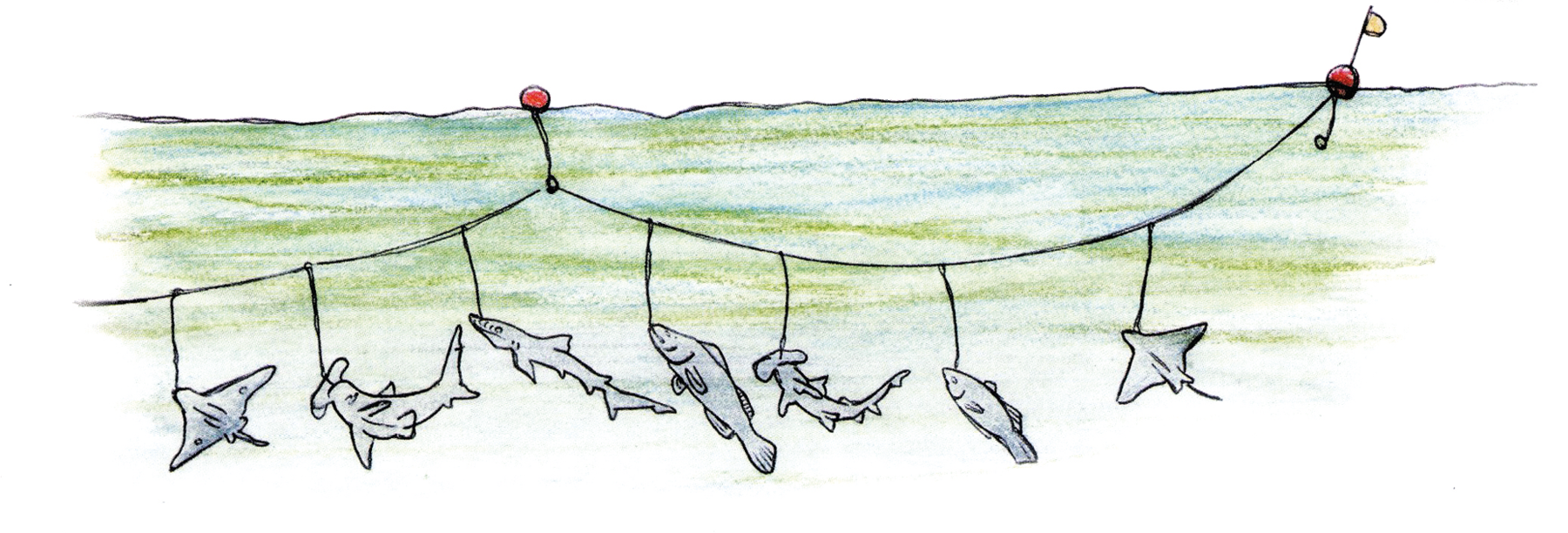 Ilustração. Dentro do mar de água em tons de verde, uma linha fina na horizontal e nela sete peixes pendurados. Na parte superior, acima do mar, duas boias em laranja.