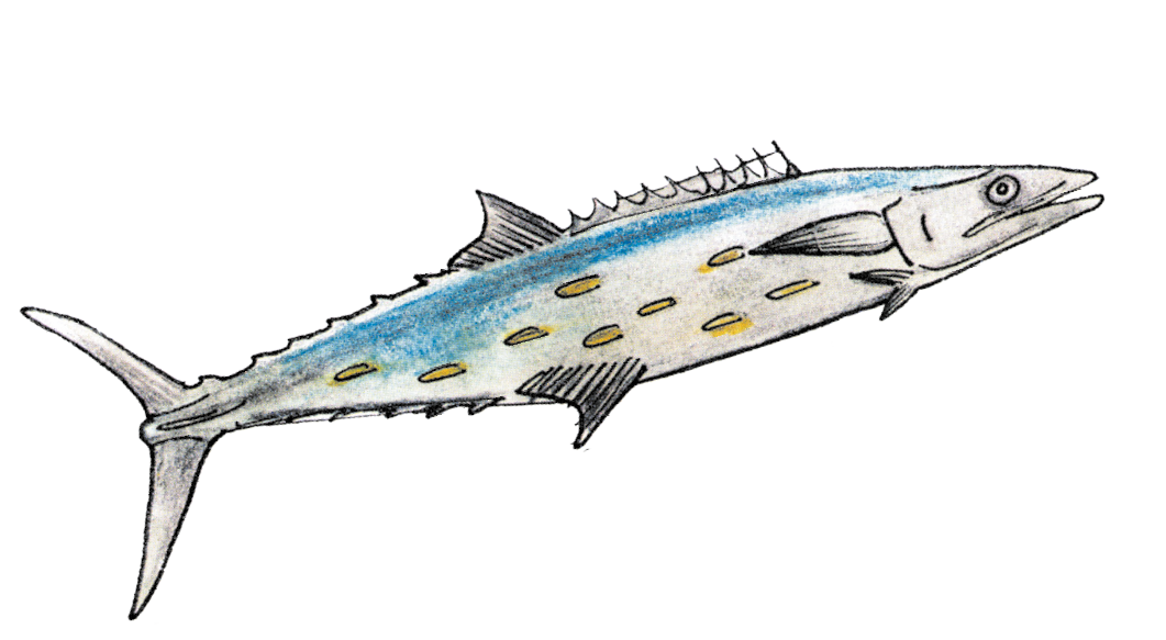 Ilustração. Um peixe de tamanho médio, para a direita, de cor azul na parte superior, com corpo em cinza-claro e protuberâncias em amarelo. Na parte superior, barbatanas finas na vertical e nadadeira traseira comprida.