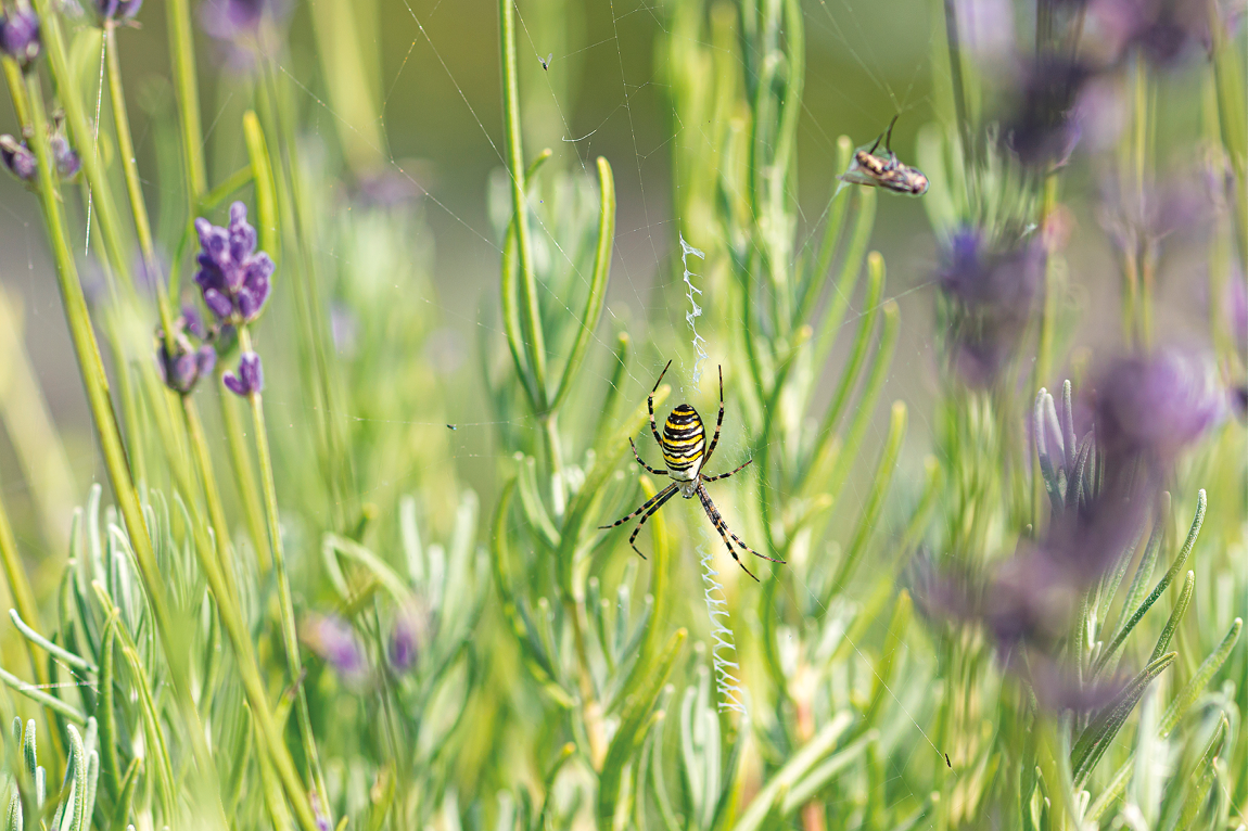 Fotografia. Vegetação rasteira de cor verde e pétalas pequenas em roxo. Entre as plantas, uma aranha na vertical em preto e listras na horizontal em amarelo e patas finas longas, em preto e amarelo.