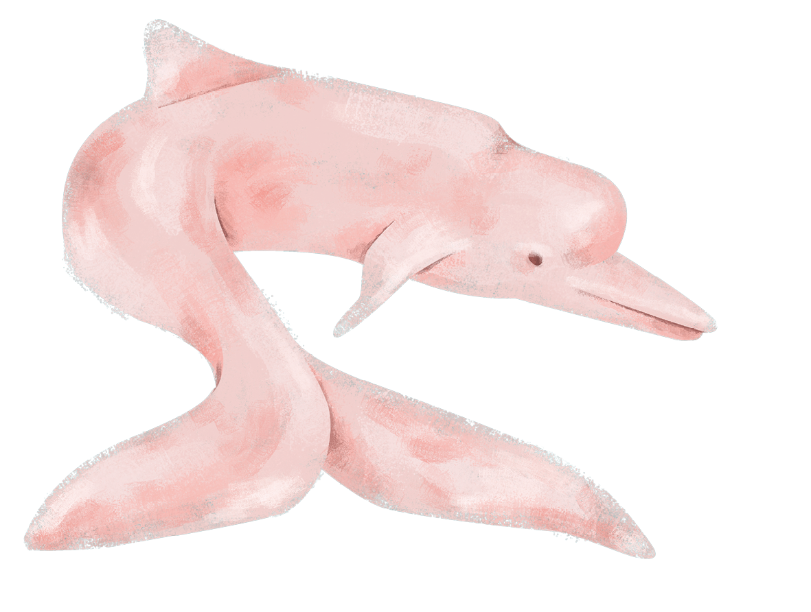 Ilustração. Um boto cor-de-rosa, animal de tamanho médio, corpo longo similar a um golfinho, de focinho longo. Ele está com o corpo para a direita, parte inferior contorcida.